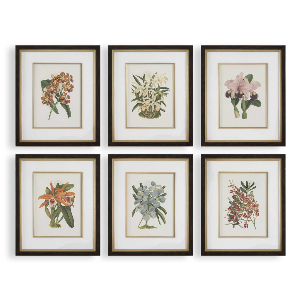 Orchid Botanical Framed Prints Set/6