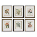 Orchid Botanical Framed Prints Set/6