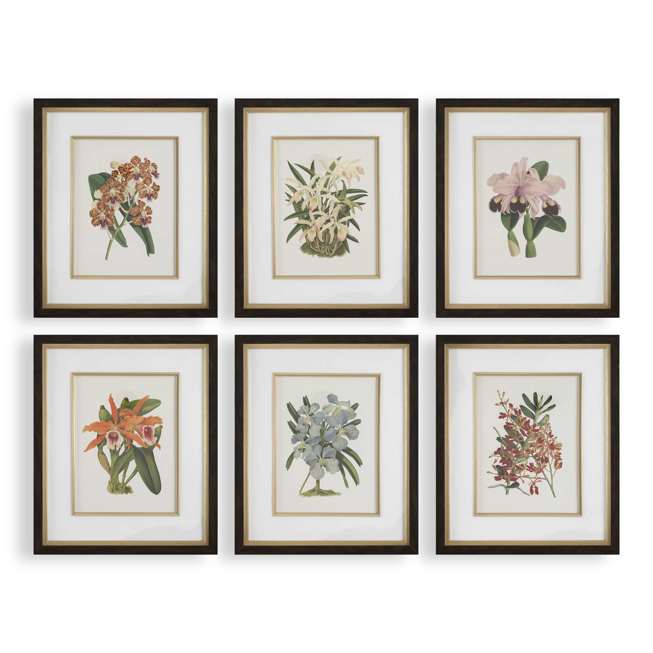 Orchid Botanical Framed Prints Set/6