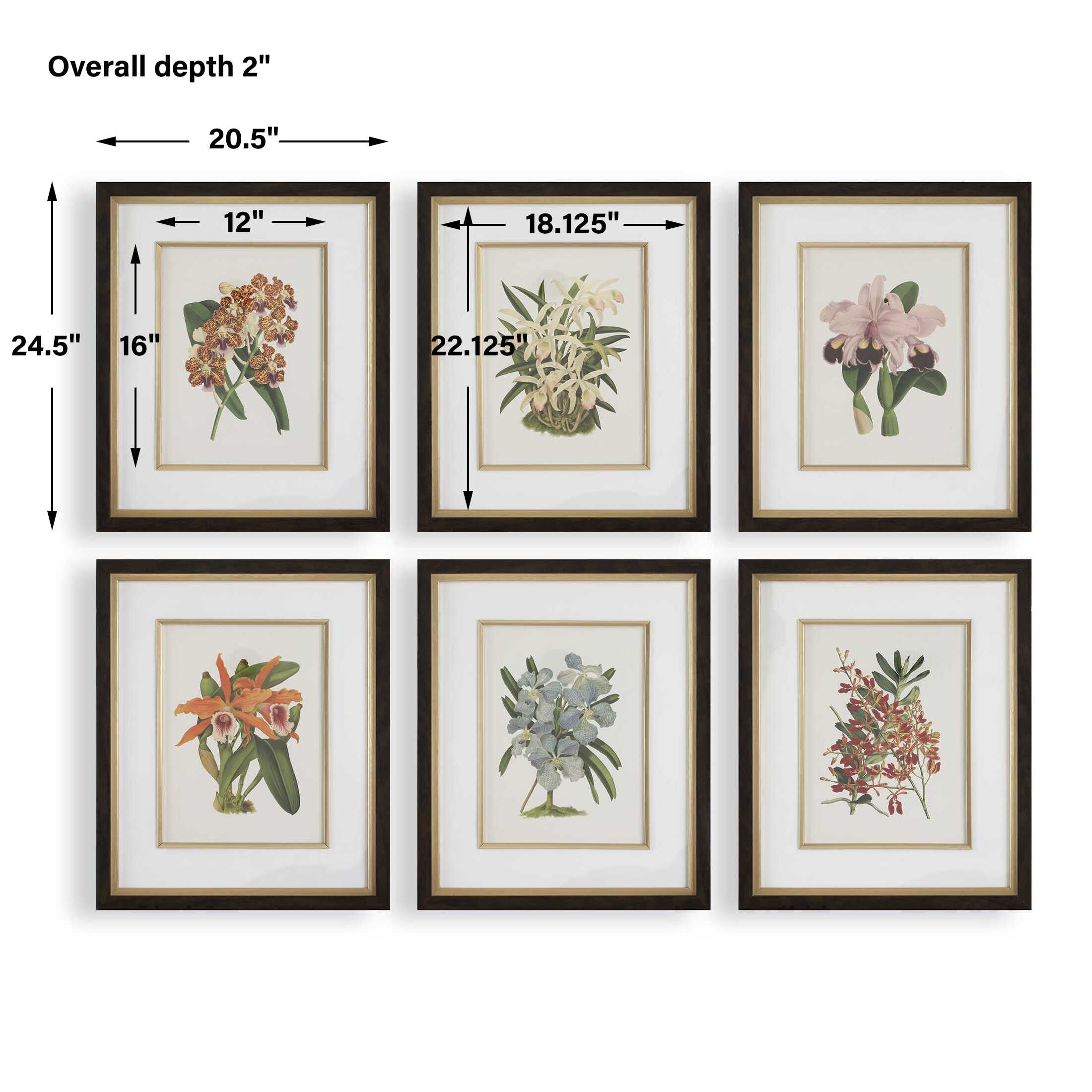Orchid Botanical Framed Prints Set/6
