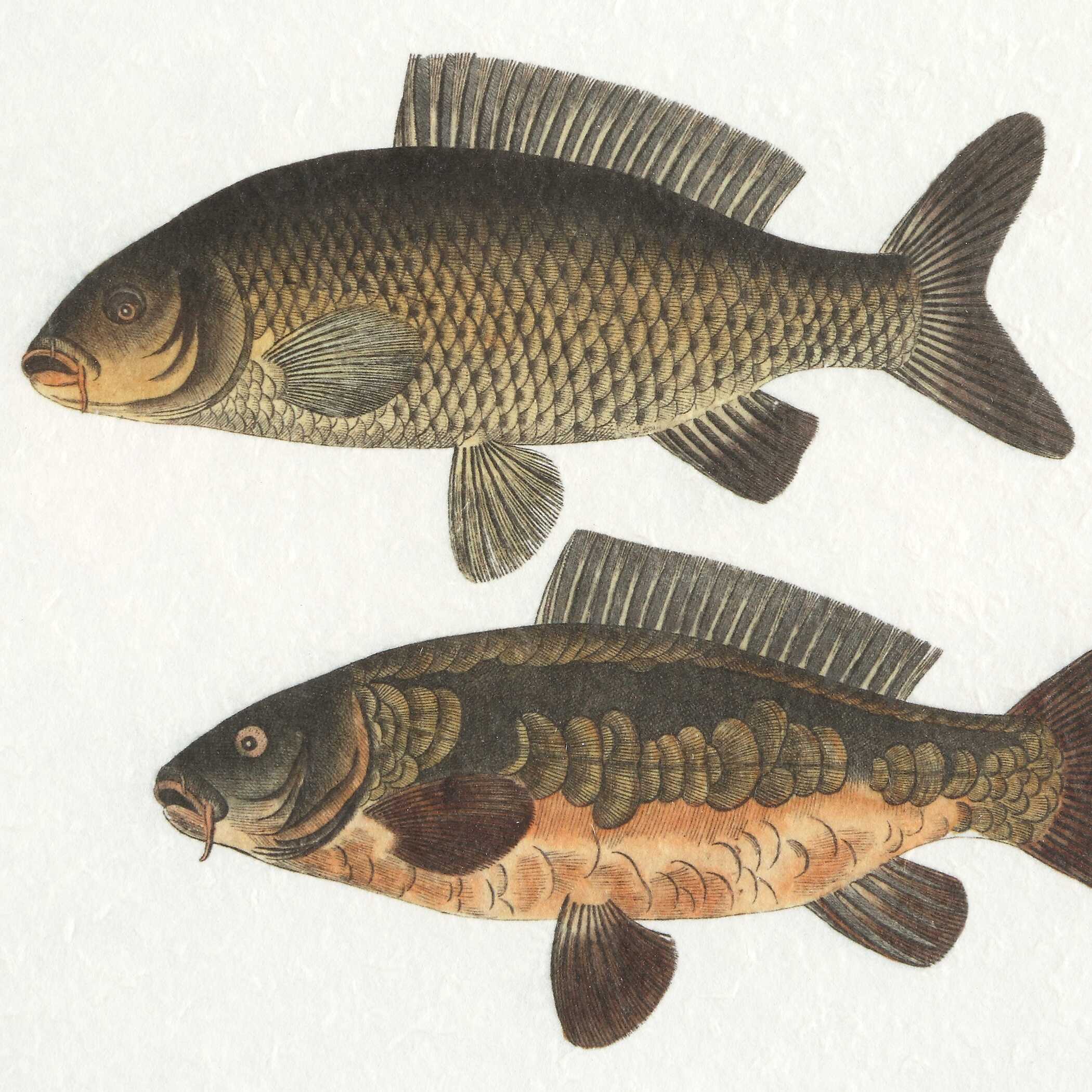 The Catch Framed Fish Prints Set/2