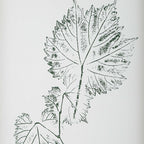 Nature's Script Framed Botanical Prints Set/9