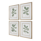 Fiddle Head Leaf Botanical Prints Set/4