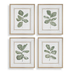 Fiddle Head Leaf Botanical Prints Set/4