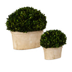 Oval Domes Preserved Boxwood Set/2