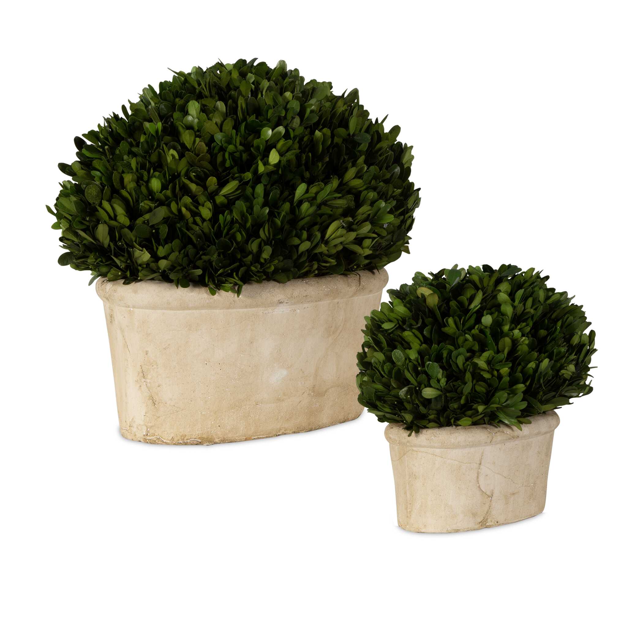 Oval Domes Preserved Boxwood Set/2