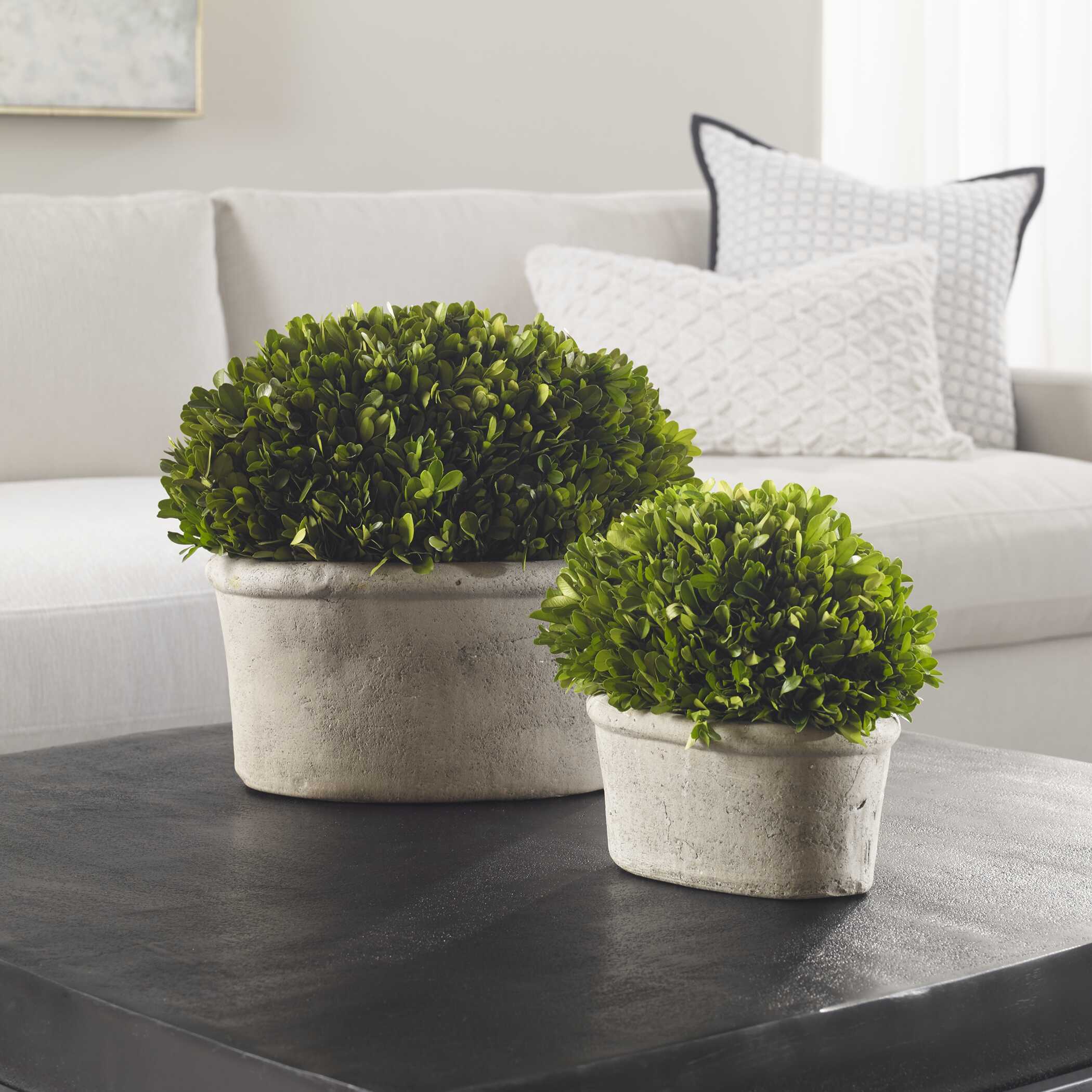 Oval Domes Preserved Boxwood Set/2