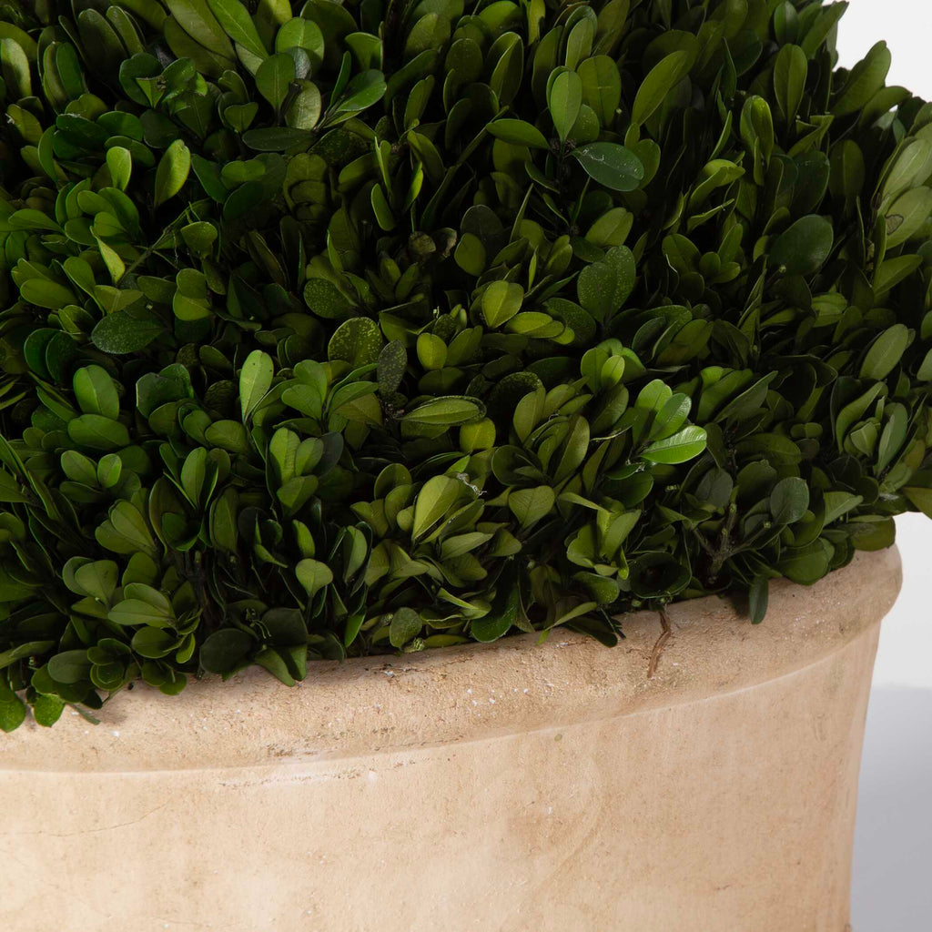 Oval Domes Preserved Boxwood Set/2