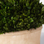 Oval Domes Preserved Boxwood Set/2