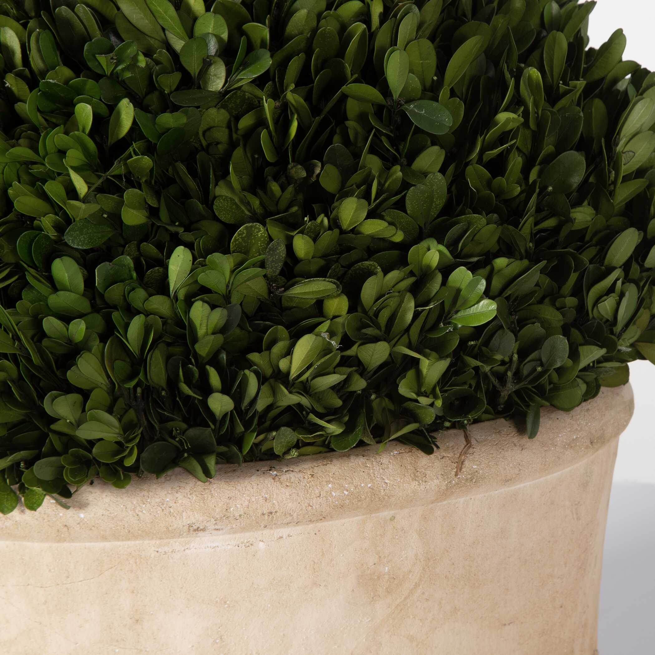 Oval Domes Preserved Boxwood Set/2