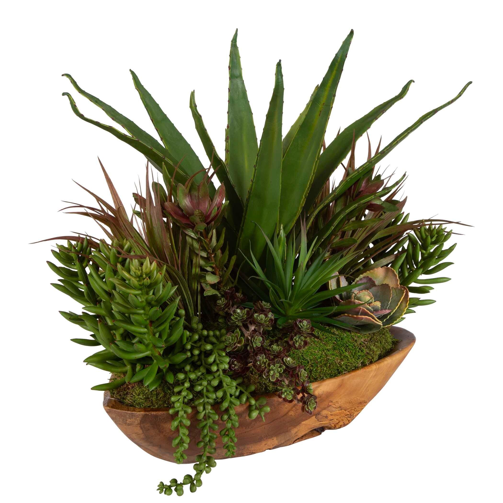 Salar Succulents In Teak Bowl