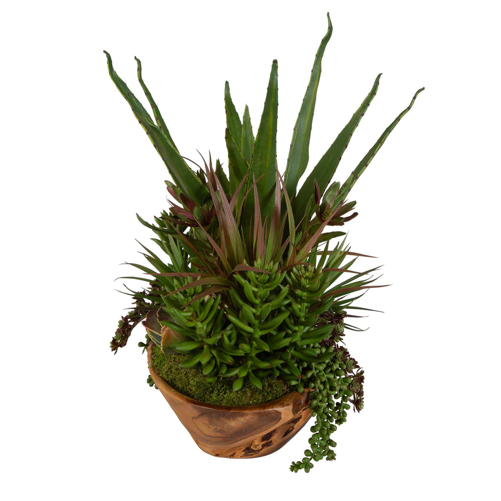 Salar Succulents In Teak Bowl
