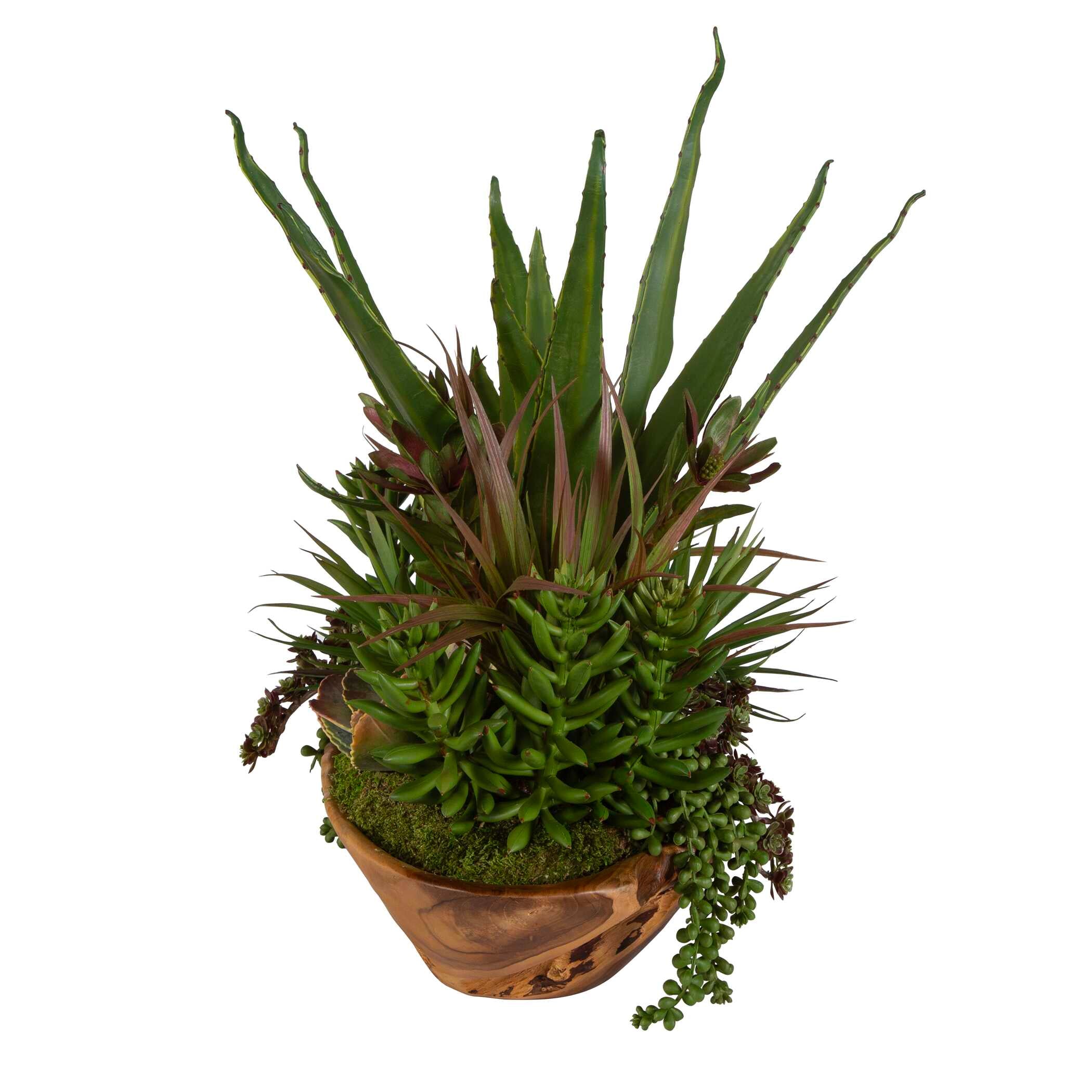 Salar Succulents In Teak Bowl