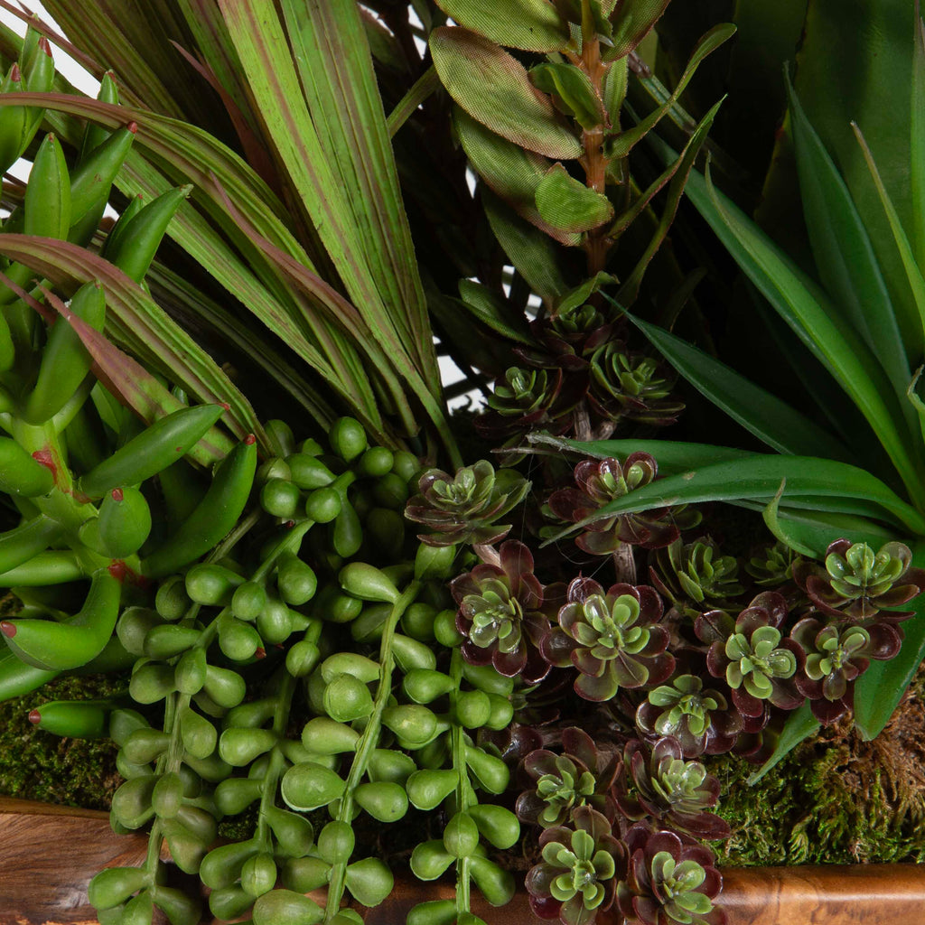 Salar Succulents In Teak Bowl