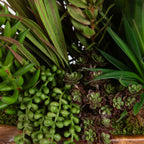 Salar Succulents In Teak Bowl