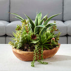 Salar Succulents In Teak Bowl