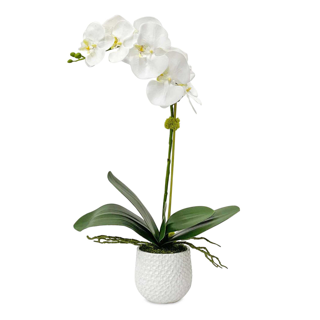 Cami White Orchid