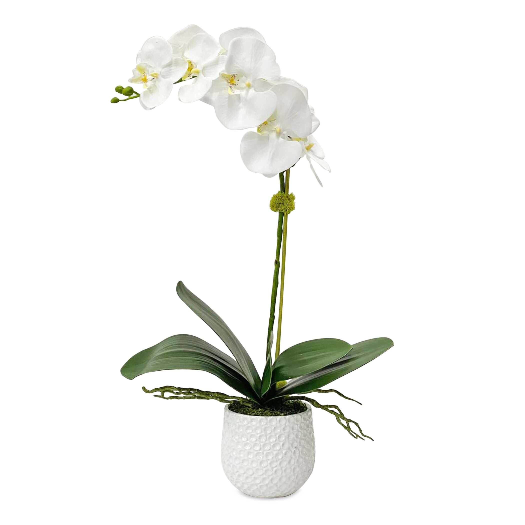 Cami White Orchid