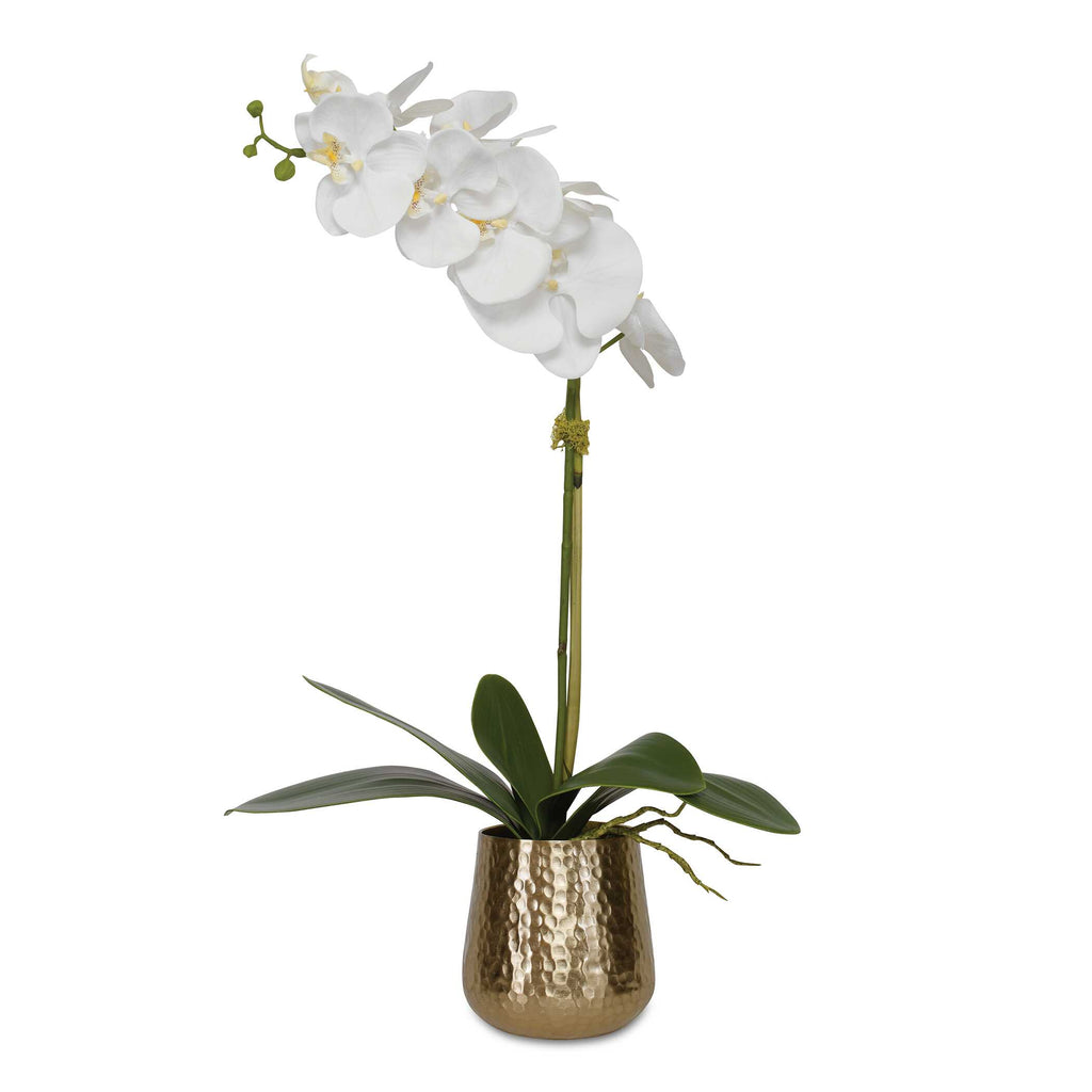 Cami Orchid With Brass Pot