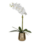 Cami Orchid With Brass Pot