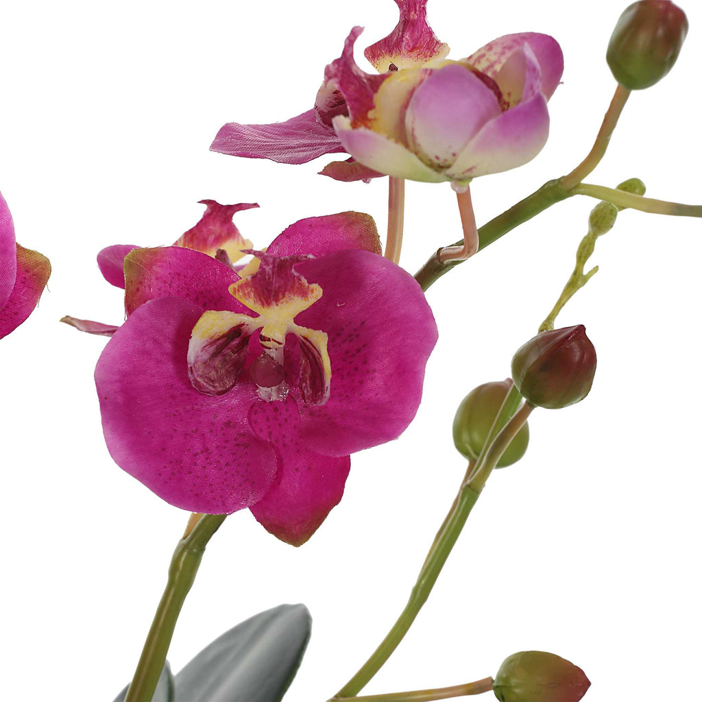 Glory Fuchsia Orchid