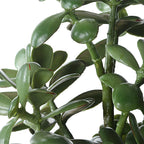 Crassula Jade Accent Plant