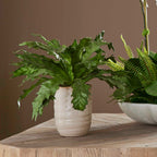 Verdure Fern In Glazed Pot