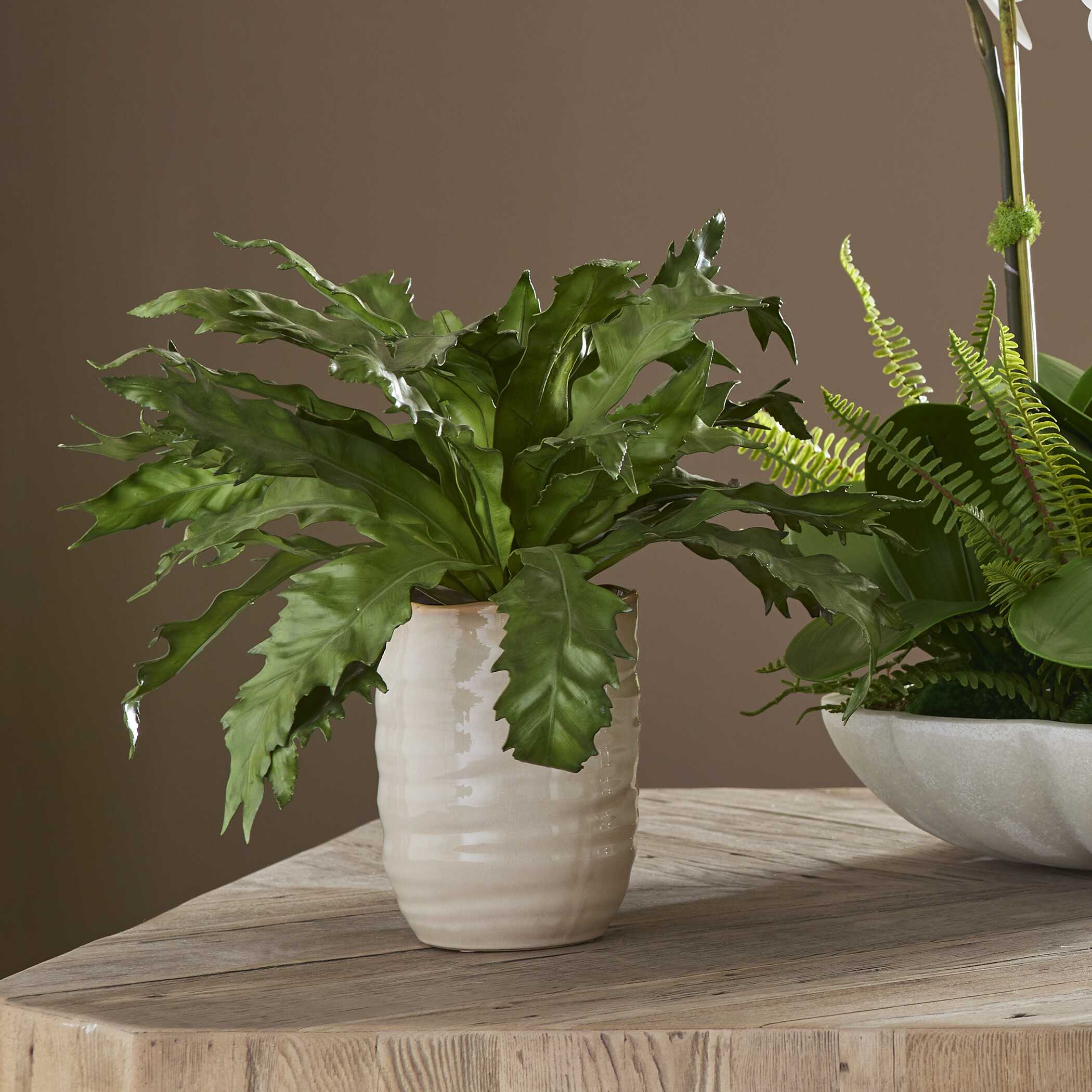Verdure Fern In Glazed Pot