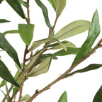 Abundance Potted Olive Tree