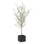 Abundance Potted Olive Tree