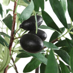 Olea Potted Olive Tree