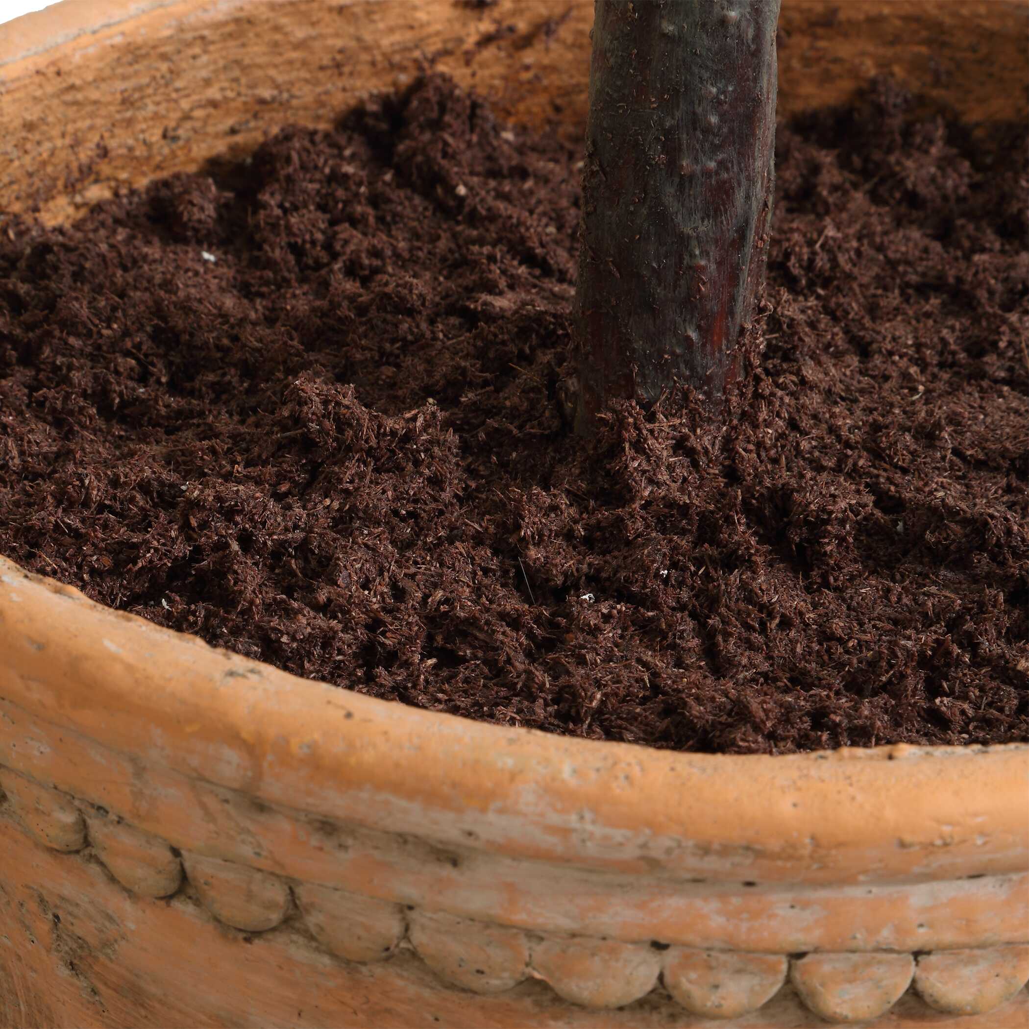 Olea Potted Olive Tree