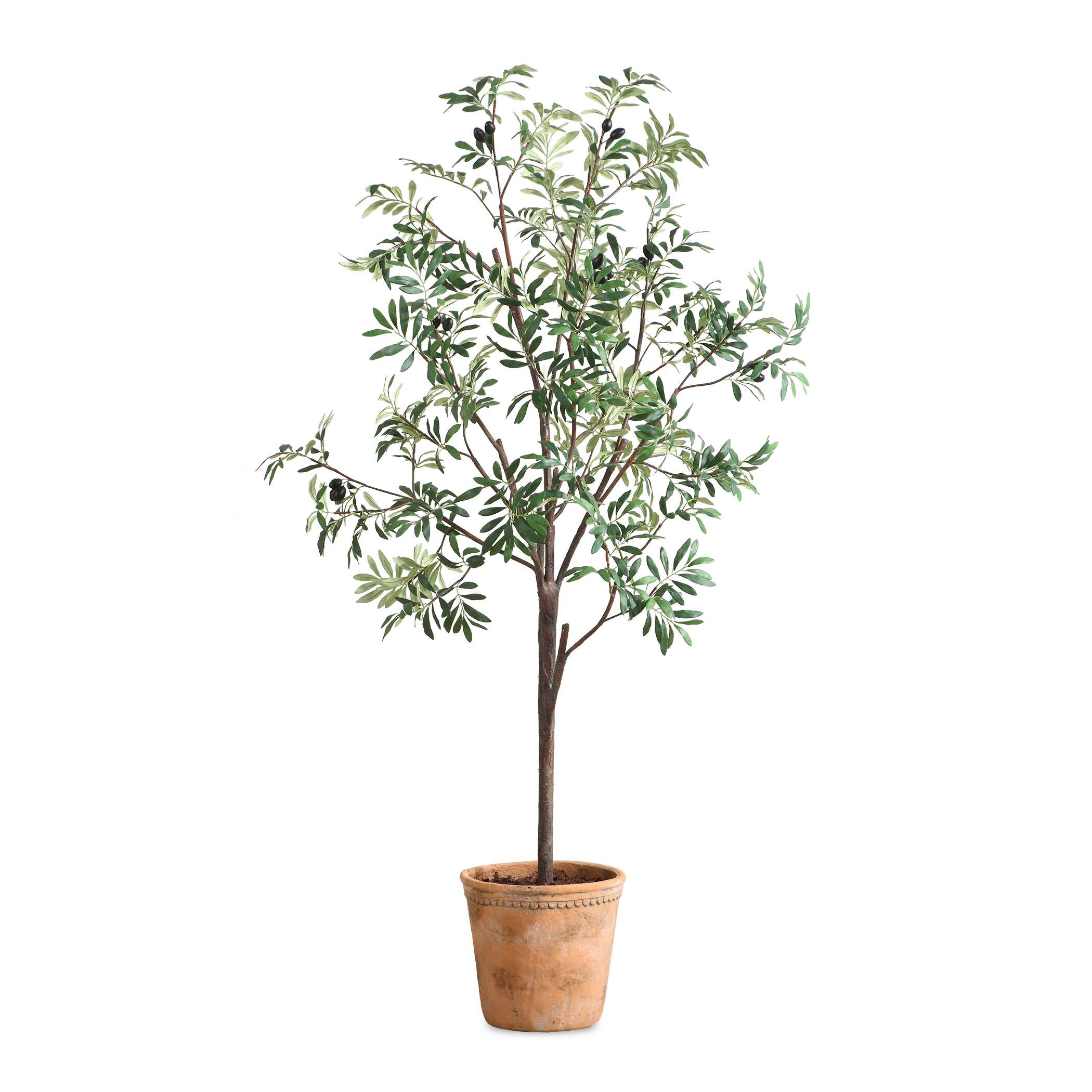 Olea Potted Olive Tree