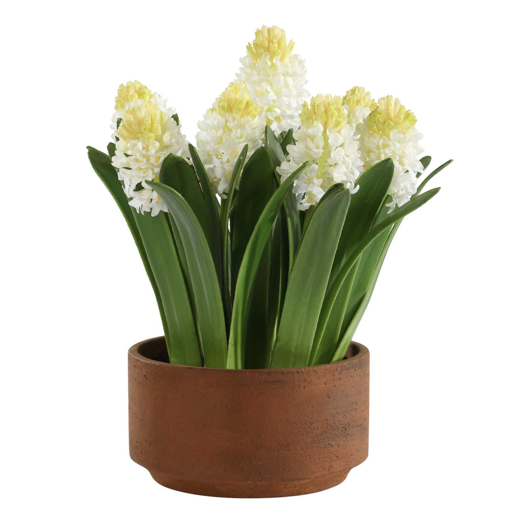 Sincerity Potted Hyacinth Plant