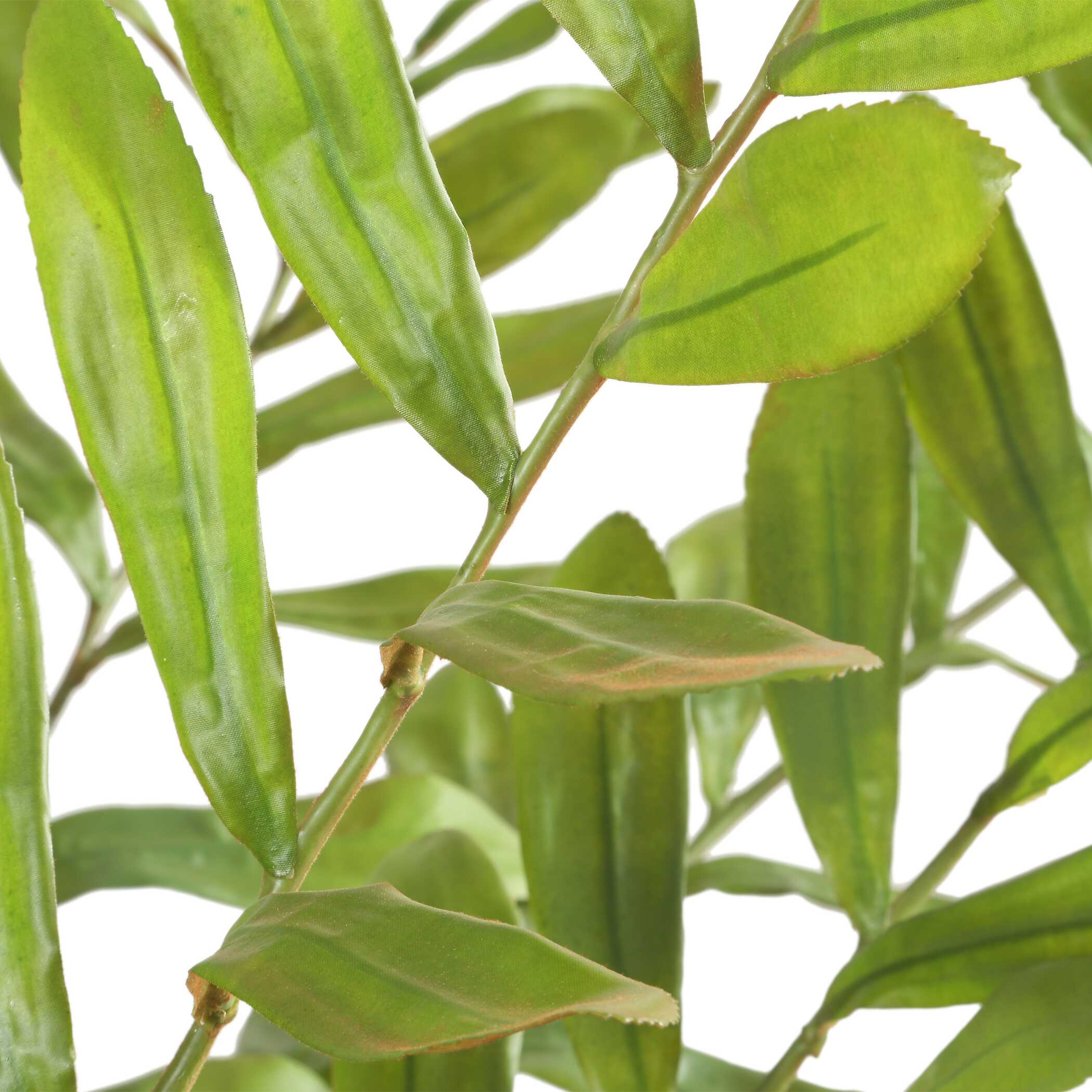 Zamia Palm Accent In Planter