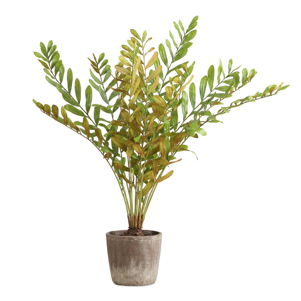 Zamia Palm Accent In Planter