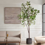 Eden Potted Fig Tree