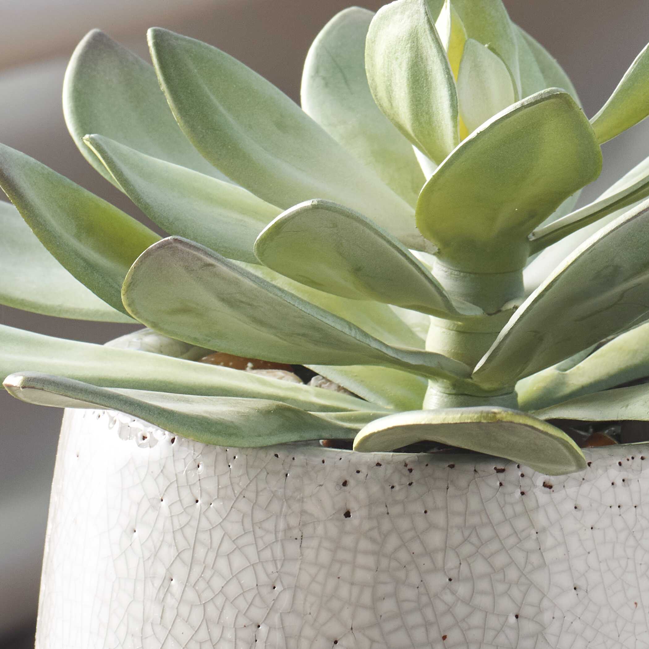 Dudleya Gray Outdoor Succulent