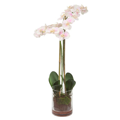 Blush Orchid Floral