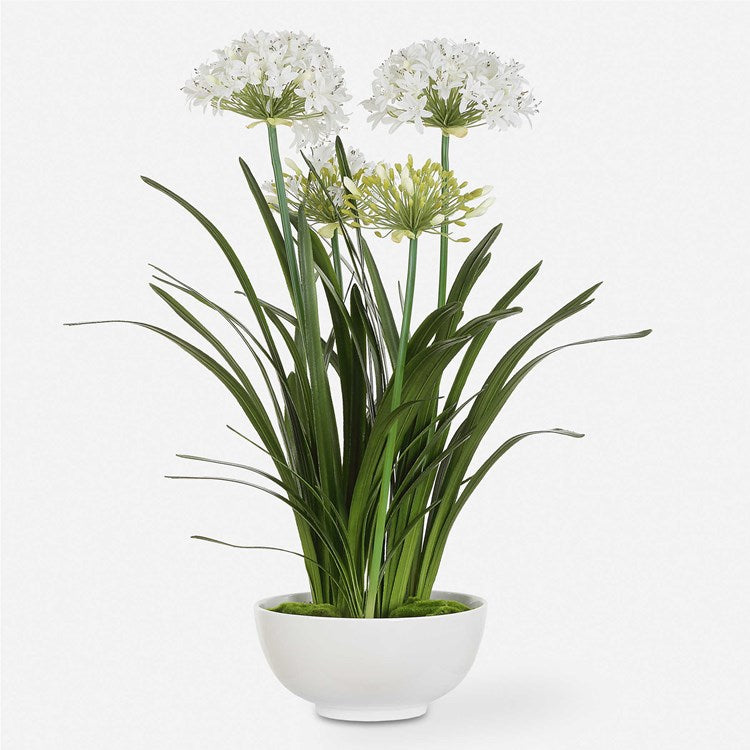 Purity Agapanthus Floral
