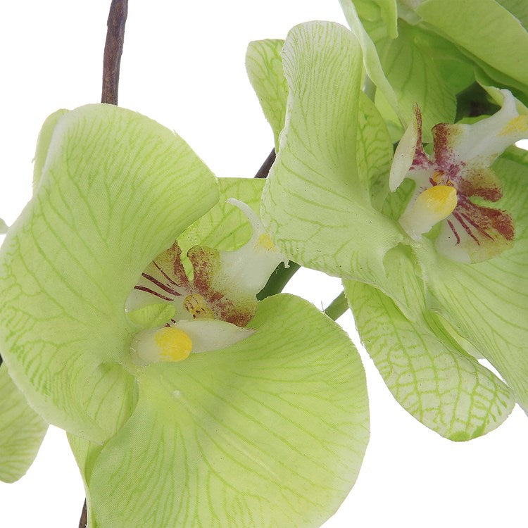 Valdive Orchid Floral