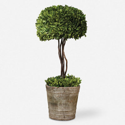 Preserved Boxwood Topiary Tree Floral