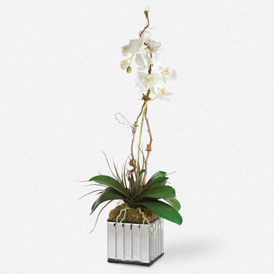Kaleama White Orchid Floral