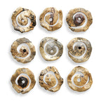 Corkscrew Wood Wall Decor Set/9