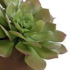Sable Succulent Accent