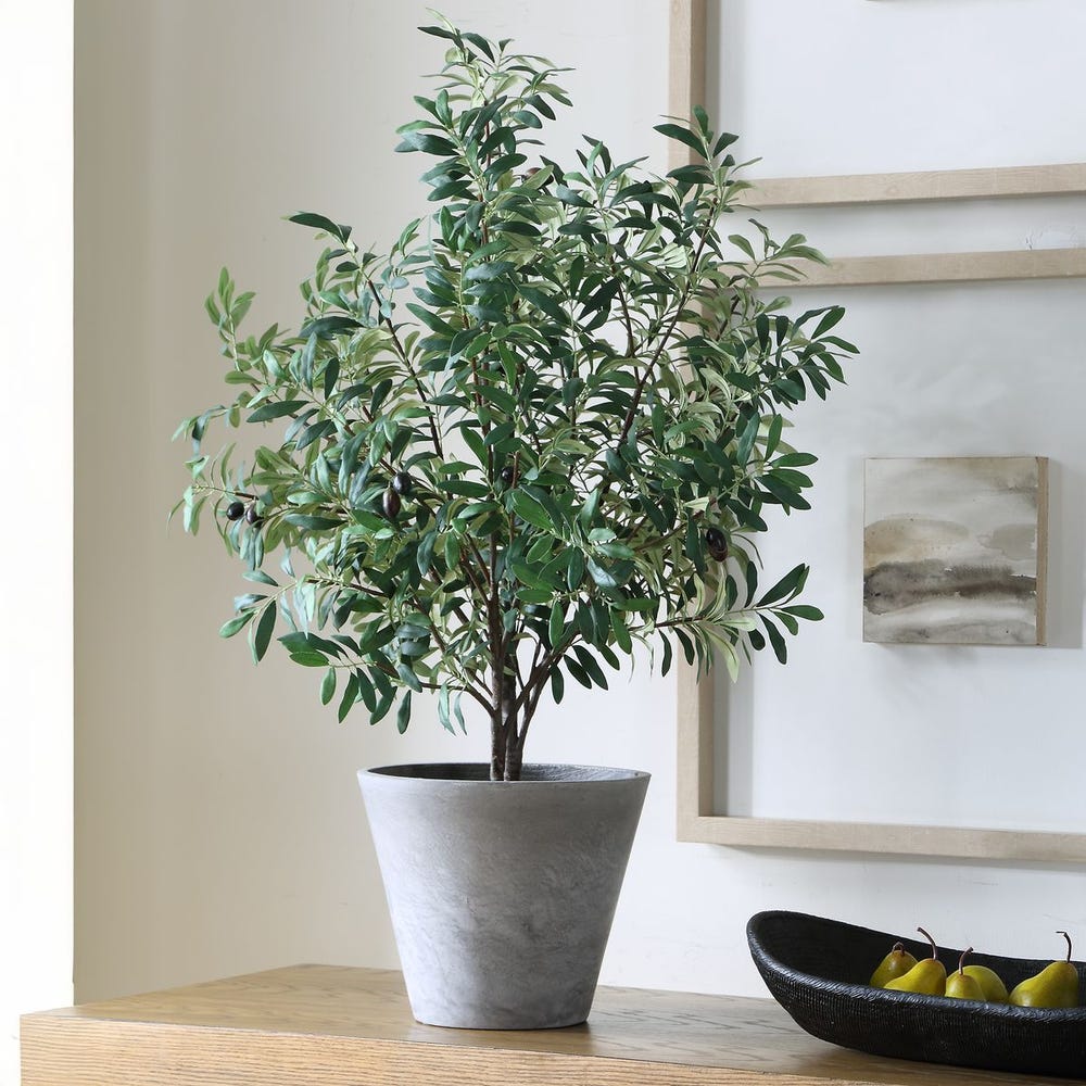 Marisol Potted Olive