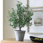 Marisol Potted Olive