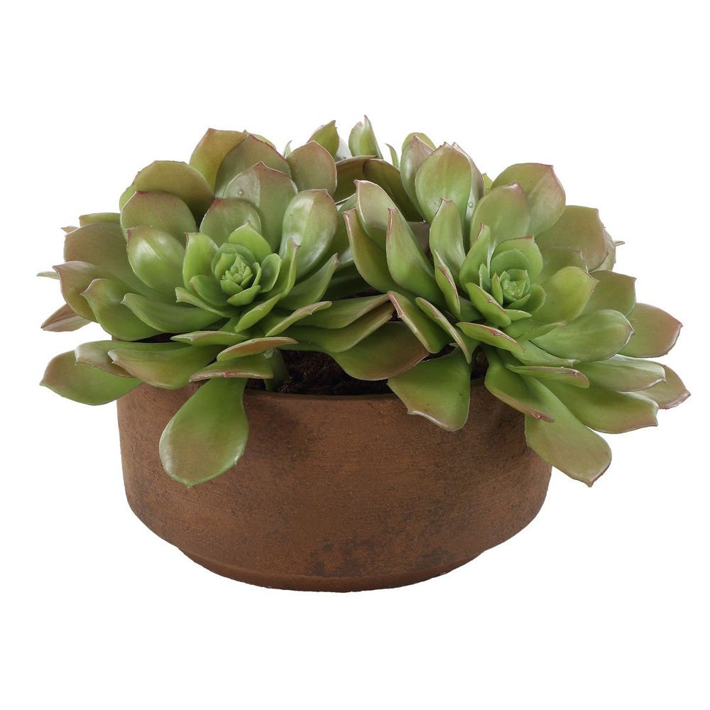 Sable Succulent Accent