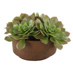 Sable Succulent Accent
