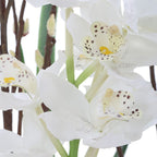 Eterna Orchid Centerpiece